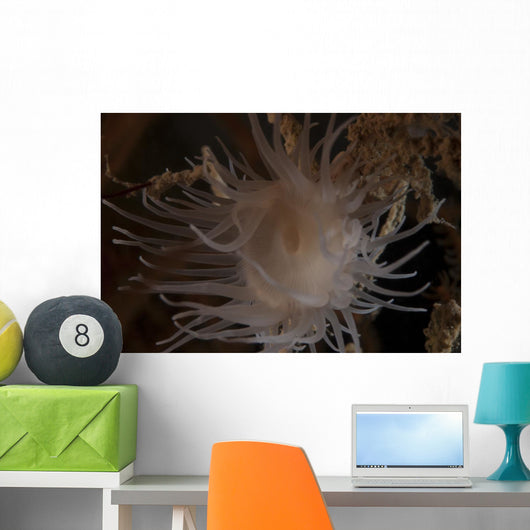 Cup Coral Polyps Hang Close-up Wall Decal