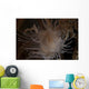 Cup Coral Polyps Hang Close-up Wall Decal