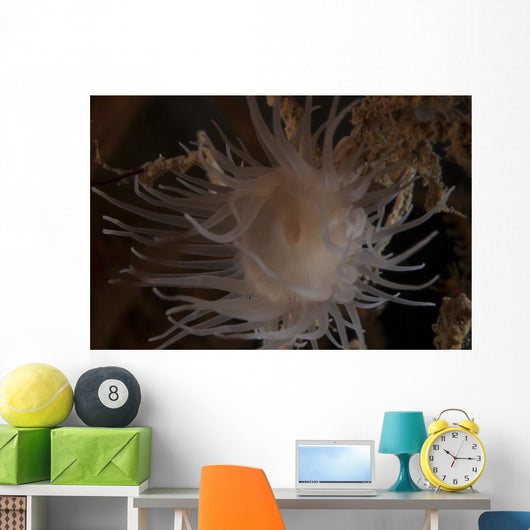 Cup Coral Polyps Hang Close-up Wall Decal