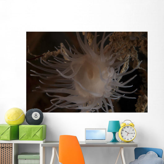 Cup Coral Polyps Hang Close-up Wall Decal