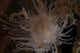 Cup Coral Polyps Hang Close-up Wall Decal