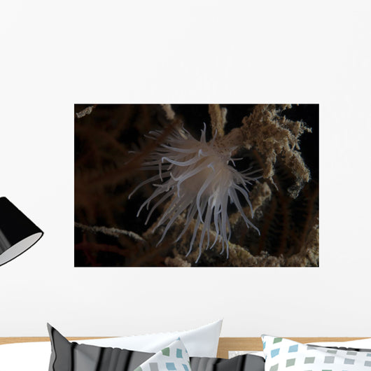 Cup Coral Polyps Hang Wall Decal