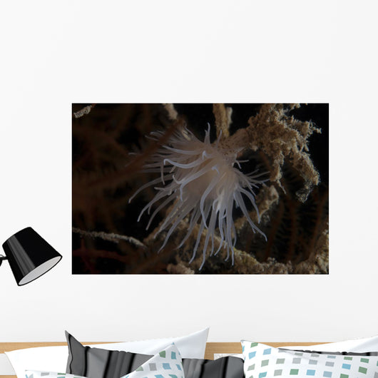 Cup Coral Polyps Hang Wall Decal