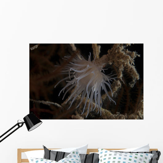 Cup Coral Polyps Hang Wall Decal