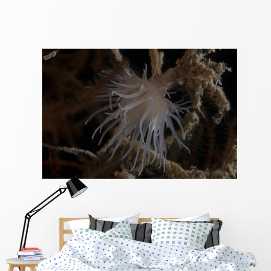 Cup Coral Polyps Hang Wall Decal