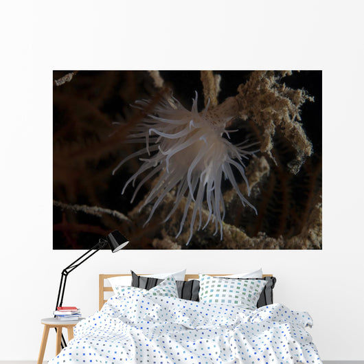 Cup Coral Polyps Hang Wall Decal