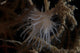 Cup Coral Polyps Hang Wall Decal