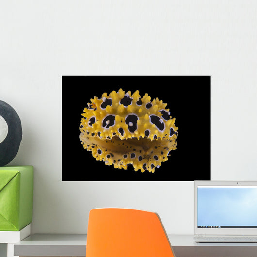 Phyllidia Ocellata Nudibranch Bottom Wall Decal