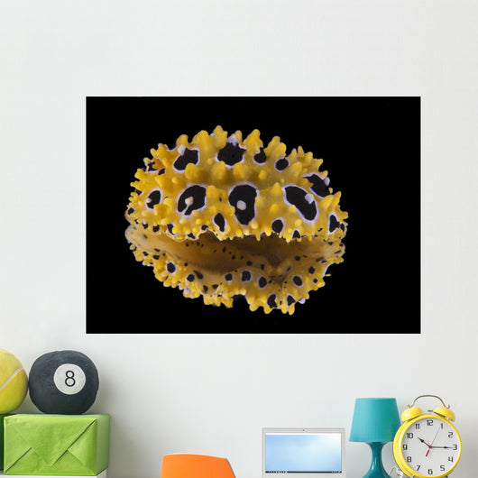 Phyllidia Ocellata Nudibranch Bottom Wall Decal