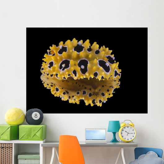 Phyllidia Ocellata Nudibranch Bottom Wall Decal