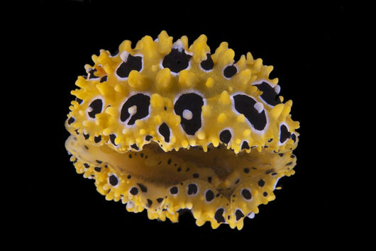 Phyllidia Ocellata Nudibranch Bottom Wall Decal