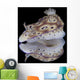 Risbecia Tryoni Nudibranch Beqa Left Profile Wall Decal