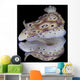 Risbecia Tryoni Nudibranch Beqa Left Profile Wall Decal
