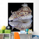 Risbecia Tryoni Nudibranch Beqa Left Profile Wall Decal
