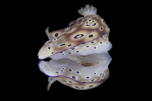Risbecia Tryoni Nudibranch Beqa Left Profile Wall Decal