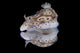 Risbecia Tryoni Nudibranch Beqa Left Profile Wall Decal