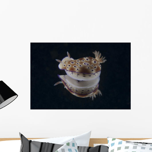 Risbecia Tryoni Nudibranch Beqa Turning Wall Decal