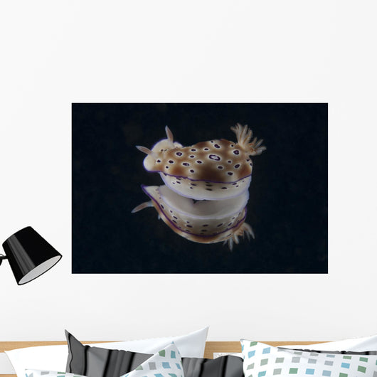 Risbecia Tryoni Nudibranch Beqa Turning Wall Decal