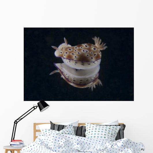 Risbecia Tryoni Nudibranch Beqa Turning Wall Decal