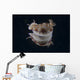 Risbecia Tryoni Nudibranch Beqa Turning Wall Decal