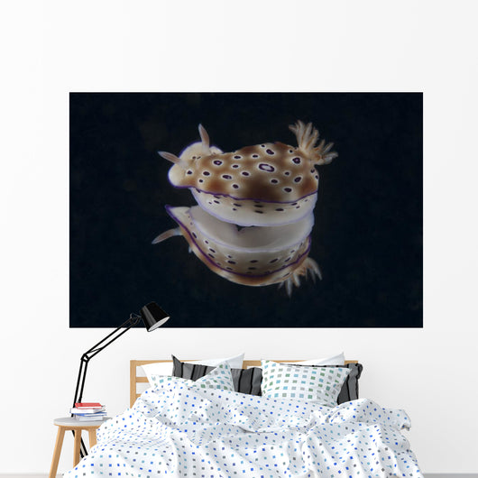 Risbecia Tryoni Nudibranch Beqa Turning Wall Decal
