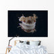 Risbecia Tryoni Nudibranch Beqa Turning Wall Decal