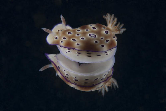 Risbecia Tryoni Nudibranch Beqa Turning Wall Decal