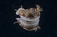 Risbecia Tryoni Nudibranch Beqa Turning Wall Decal