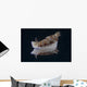 Risbecia Tryoni Nudibranch Beqa Left Side Wall Decal