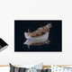Risbecia Tryoni Nudibranch Beqa Left Side Wall Decal