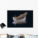 Risbecia Tryoni Nudibranch Beqa Left Side Wall Decal