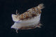 Risbecia Tryoni Nudibranch Beqa Left Side Wall Decal