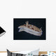 Risbecia Tryoni Nudibranch Beqa Right Side Wall Decal