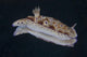 Risbecia Tryoni Nudibranch Beqa Right Side Wall Decal