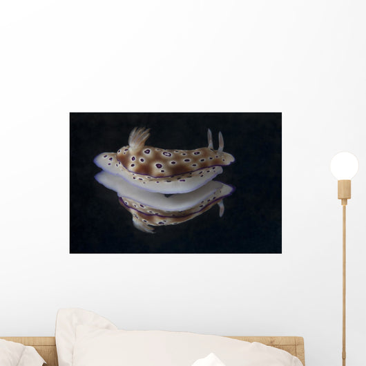 Risbecia Tryoni Nudibranch Beqa Wall Decal