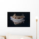 Risbecia Tryoni Nudibranch Beqa Wall Decal
