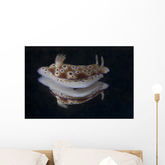 Risbecia Tryoni Nudibranch Beqa Wall Decal