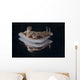 Risbecia Tryoni Nudibranch Beqa Wall Decal