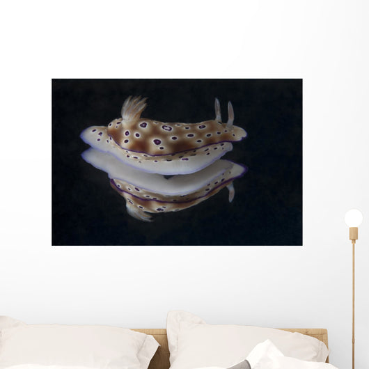 Risbecia Tryoni Nudibranch Beqa Wall Decal
