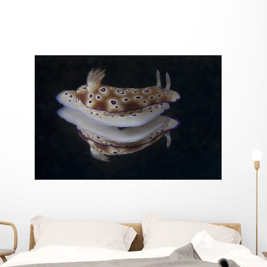 Risbecia Tryoni Nudibranch Beqa Wall Decal