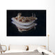 Risbecia Tryoni Nudibranch Beqa Wall Decal