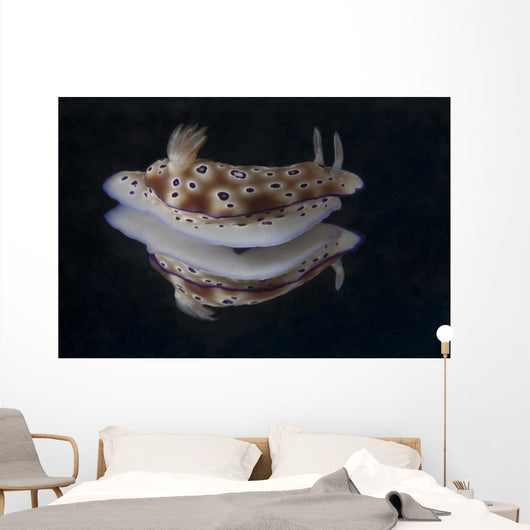 Risbecia Tryoni Nudibranch Beqa Wall Decal