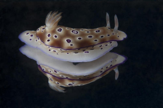 Risbecia Tryoni Nudibranch Beqa Wall Decal