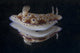 Risbecia Tryoni Nudibranch Beqa Wall Decal
