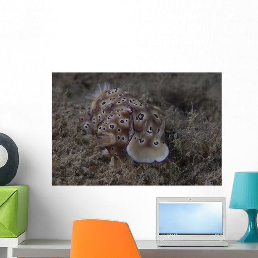 Pair Risbecia Tryoni Nudibranch Wall Decal
