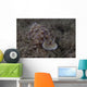 Pair Risbecia Tryoni Nudibranch Wall Decal