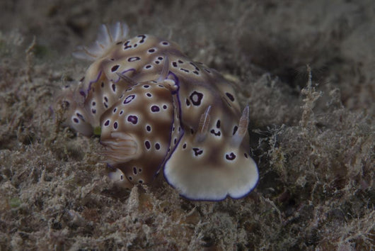 Pair Risbecia Tryoni Nudibranch Wall Decal