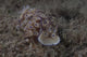 Pair Risbecia Tryoni Nudibranch Wall Decal