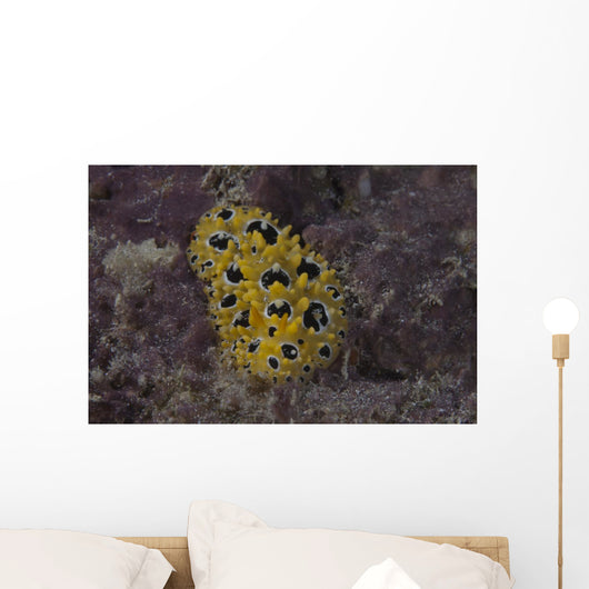 Phyllidia Ocellata Nudibranch Wall Decal