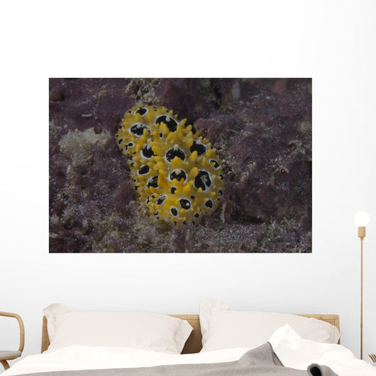 Phyllidia Ocellata Nudibranch Wall Decal